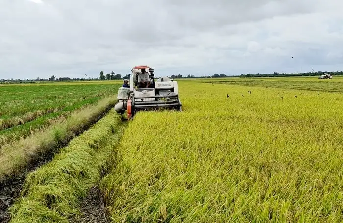 Lưu ý khi quyết định mua gạo