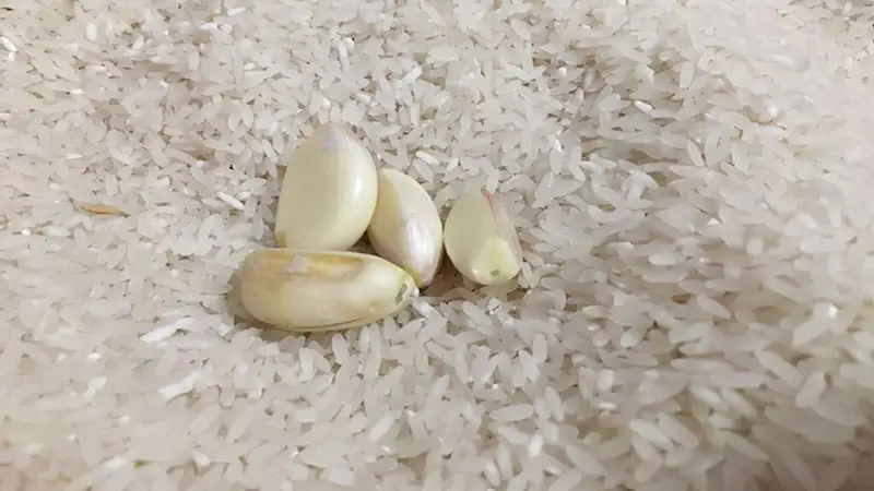 Cách bảo quản gạo hạn chế mốc