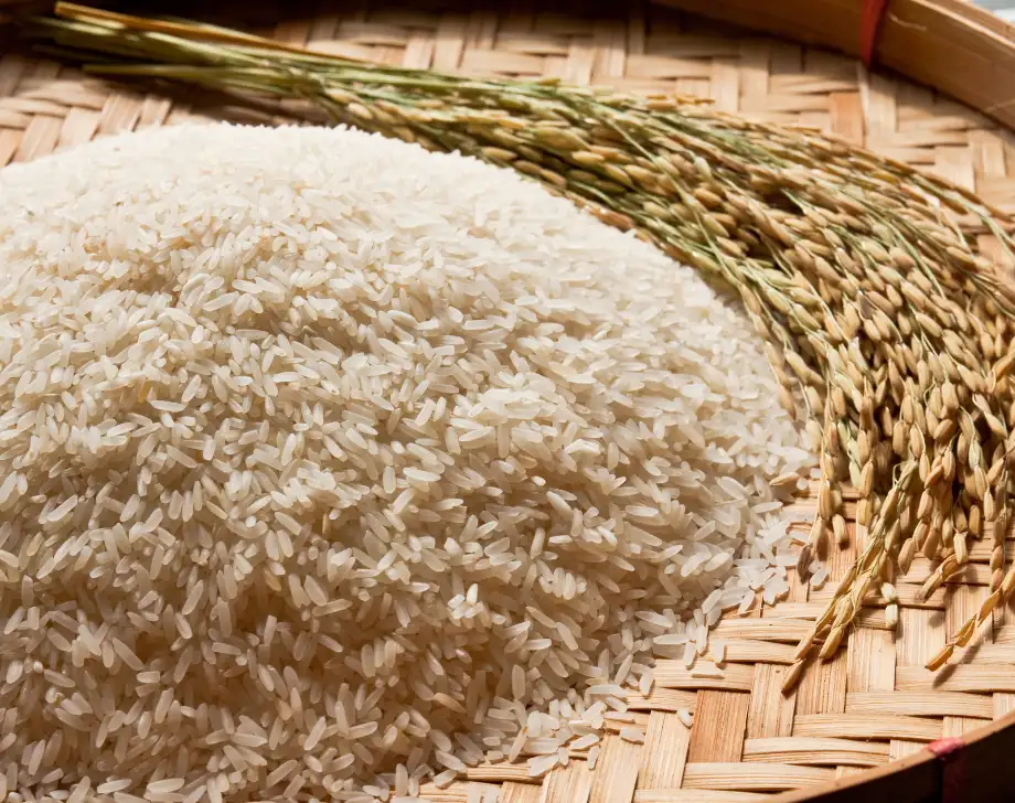 Nguyên nhân gây ra tình trạng gạo bị mốc