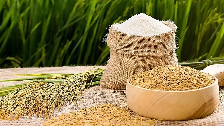 Gạo ST25 có mấy loại? Tìm hiểu các loại phổ biến nhất