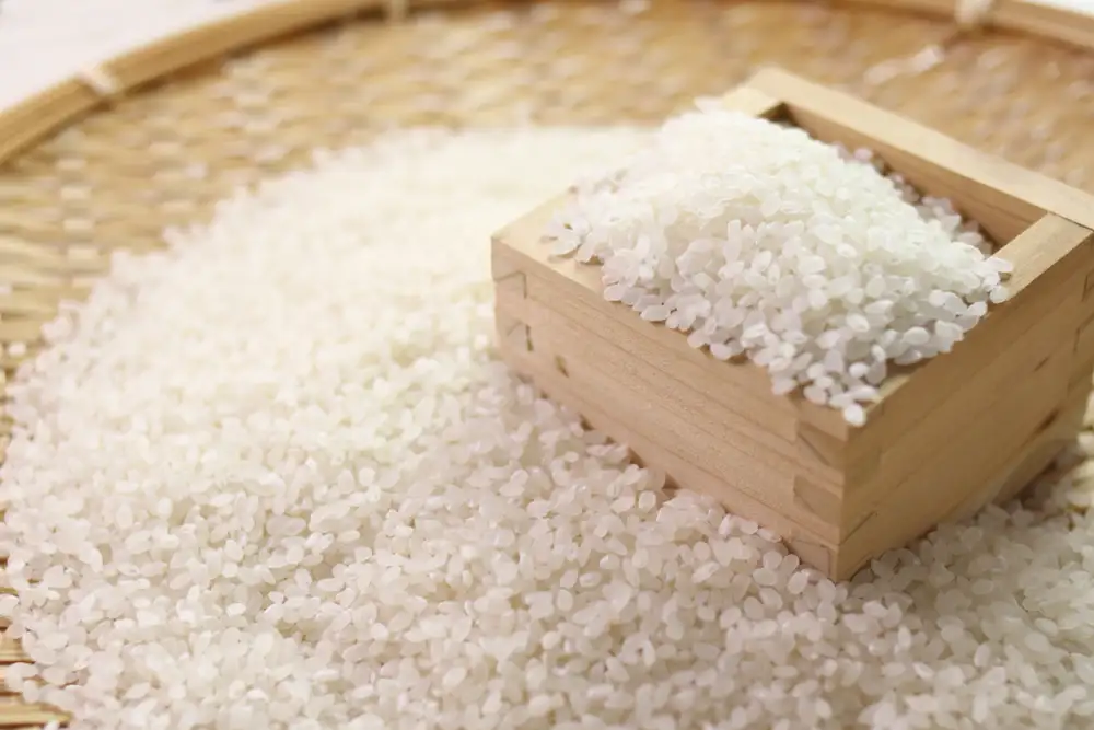 Tổng quan về gạo Japonica
