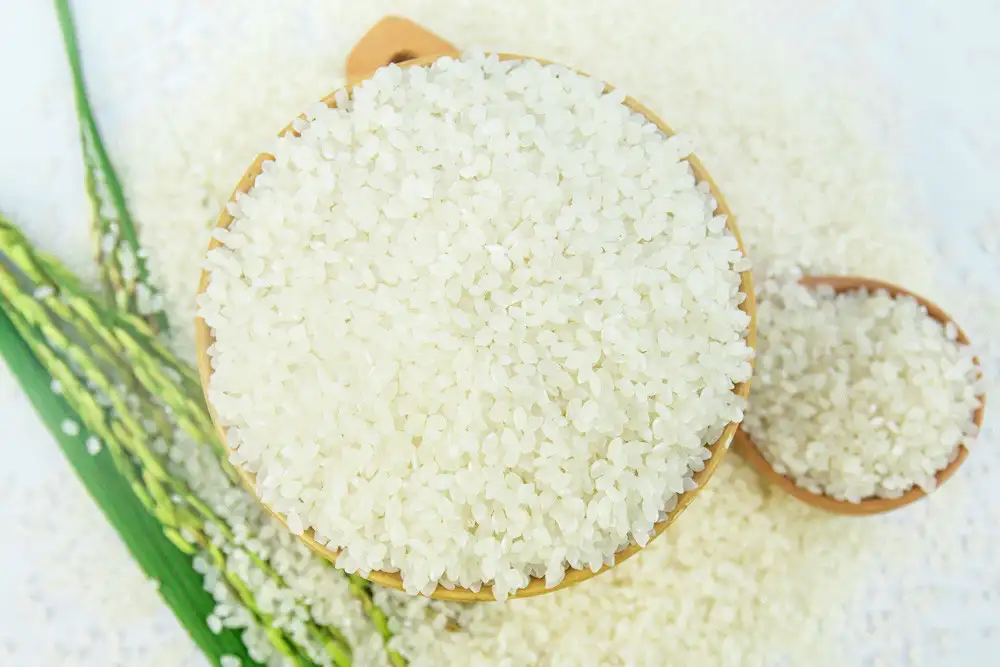 Gạo Japonica là gì? Gạo Japonica là gạo nếp hay tẻ?