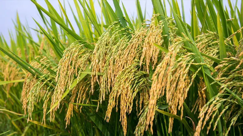 Các giống lúa dẻo thơm khác tại Việt Nam