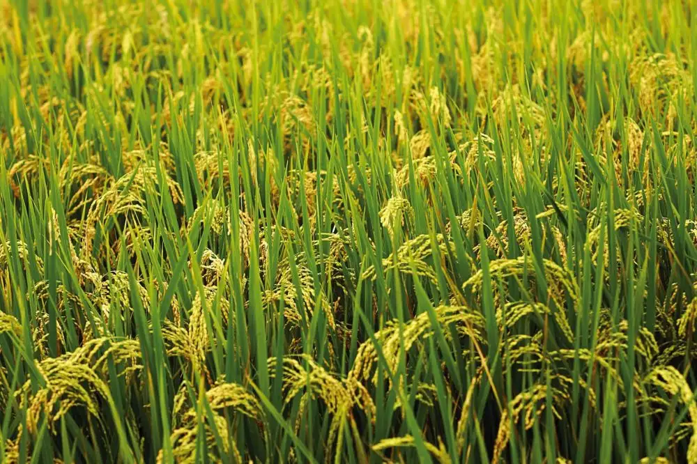 Tổng hợp các giống lúa dẻo thơm đặc sản nổi bật ở Việt Nam