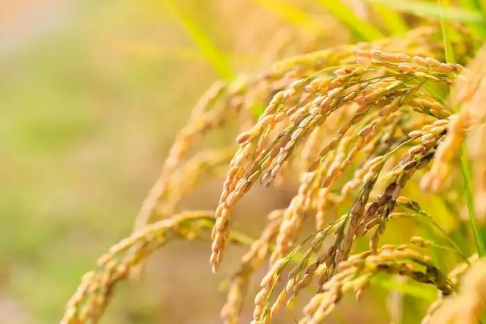 Gạo Japonica trồng tại Việt Nam chất lượng cao, giá hợp lý, thích hợp làm sushi.
