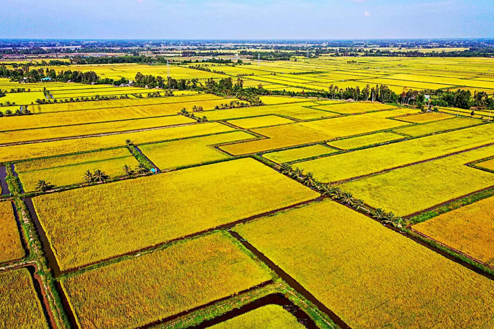 Đồng bằng sông Cửu Long là vựa lúa lớn nhất Việt Nam