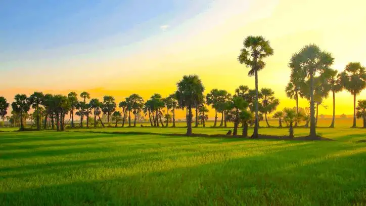 Vùng trồng lúa gạo chủ yếu trên thế giới là ở đâu?