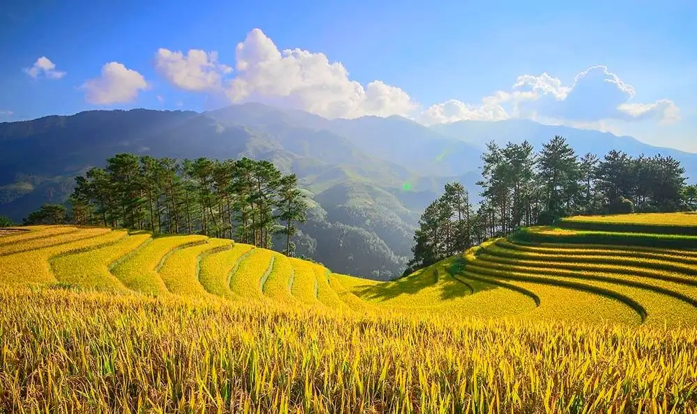 Châu Á là vùng trồng lúa gạo lớn nhất thế giới