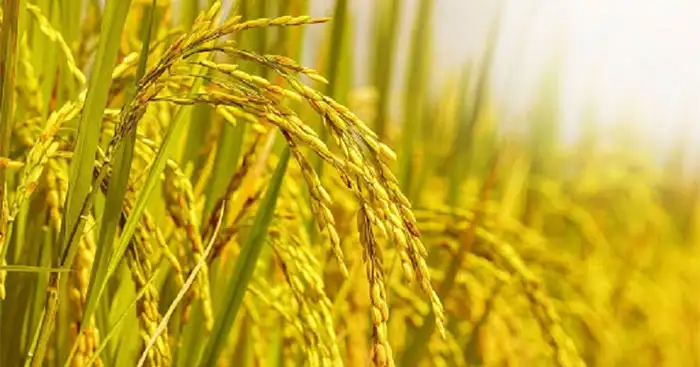 Gạo sạch nguyên chất, hạt trắng trong và đồng đều