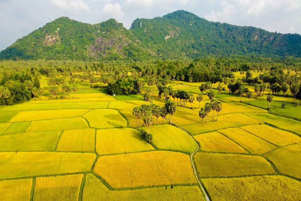 Quy trình sản xuất gạo sạch chuẩn VietGAP an toàn